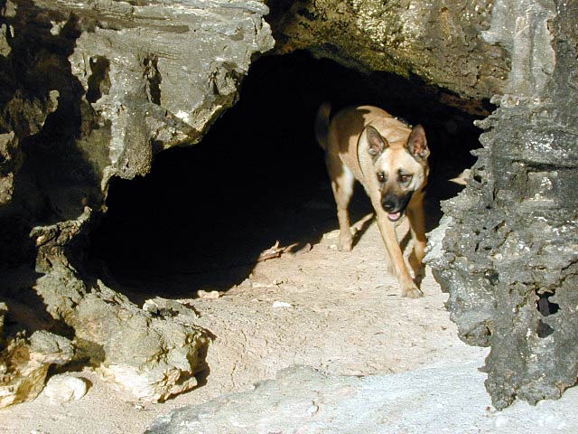 Cave Dog