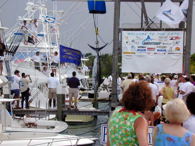 Big Blue Marlin