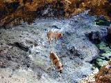 Greta and Geezer exploring the caves around the Blue Hole.