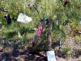 The Baker's Bay Shoe Tree