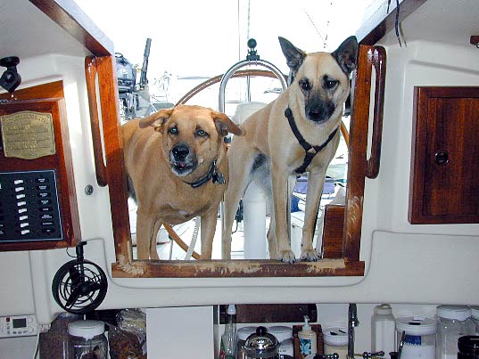 Geezer and Greta waiting for food.