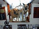 Geezer and Greta waiting for food.